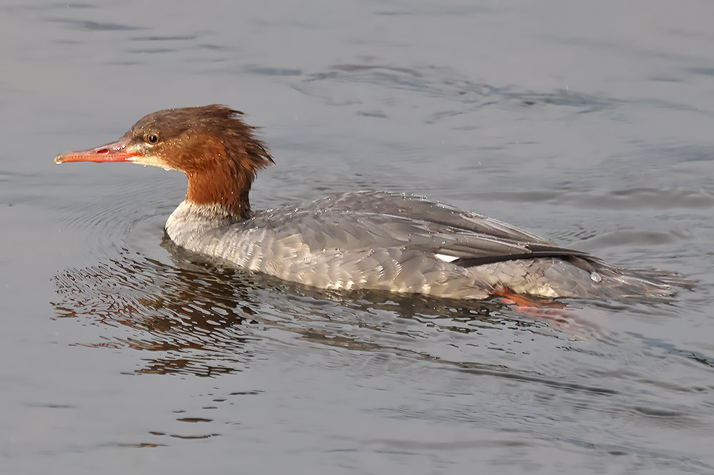 Goosander